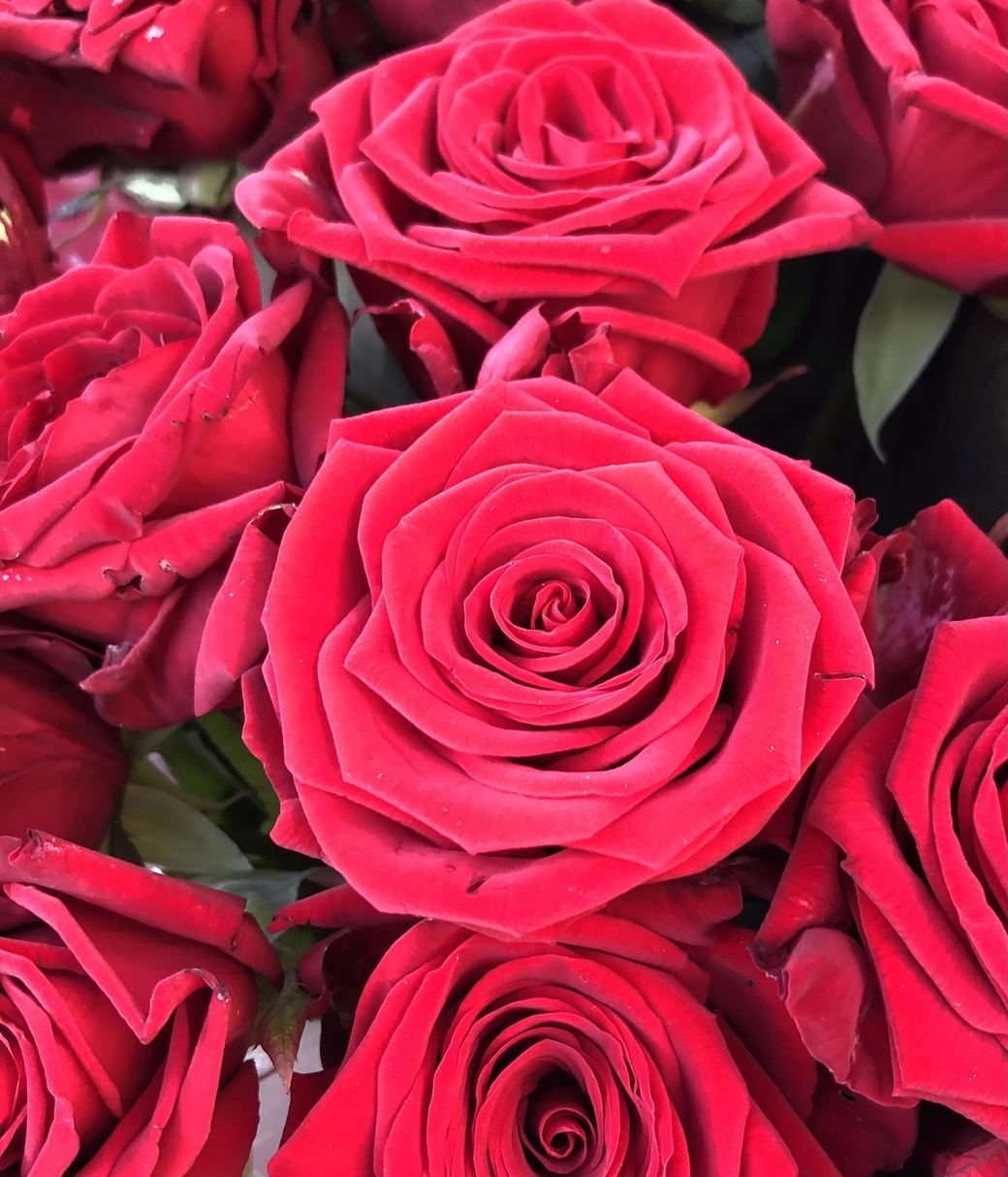 Букет из 25 красных роз 