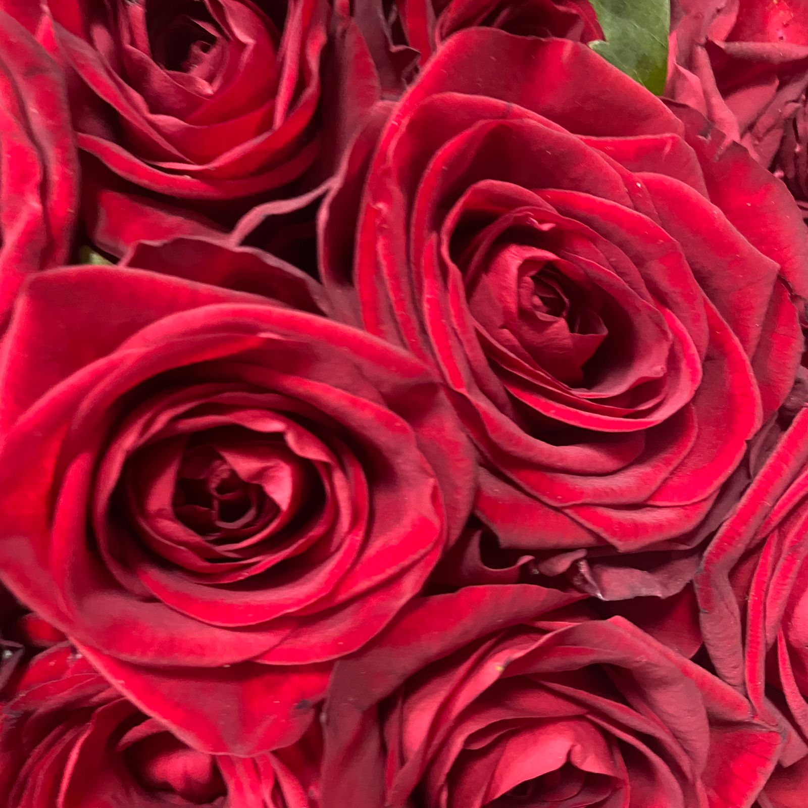 151 красная роза ( 60 см)