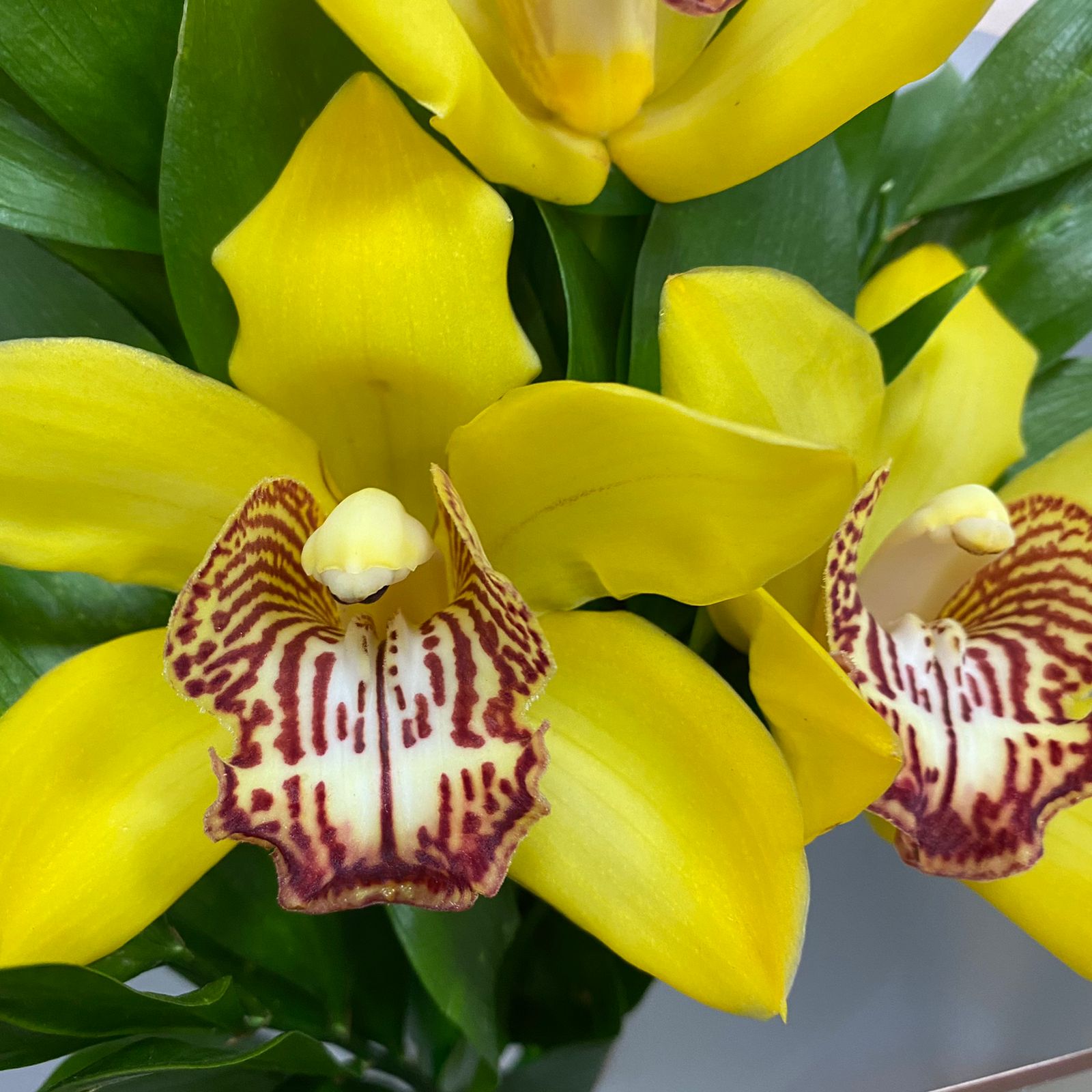 Букет-комплимент из 3 орхидей