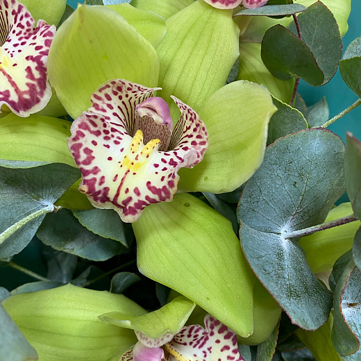 Букет из 5 зеленых орхидей и эвкалипта