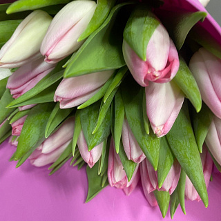Букет из 25 бело-розовых тюльпанов в розовом фоамиране