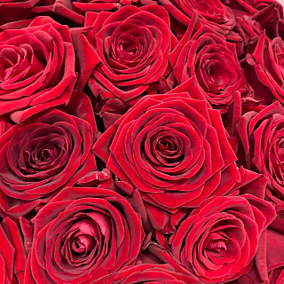 Букет из 51 красной розы  (60 см)