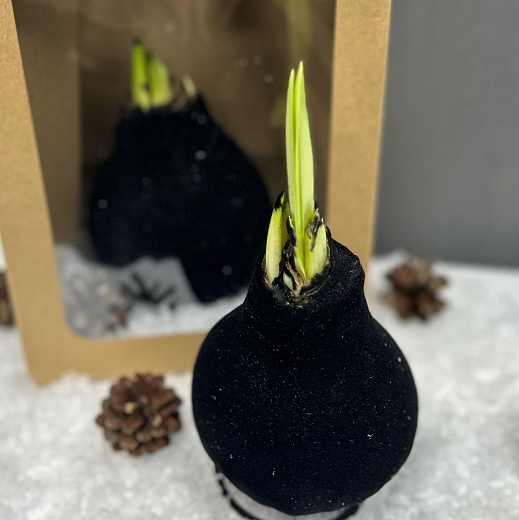 Луковица амариллиса в воске ( черный бархат) с доставкой в Москве