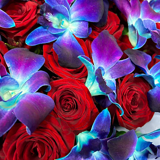 Микс-букет из 51 красной розы и синей орхидеи