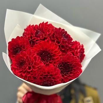 Букет из 9 красных георгин
