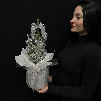 Живая ель в декоративном оформлении ( серебро)