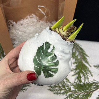 Луковица амариллиса в воске ( белая с декором)+крафтовый пакет