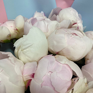 Букет из 25 нежно-розовых пионов