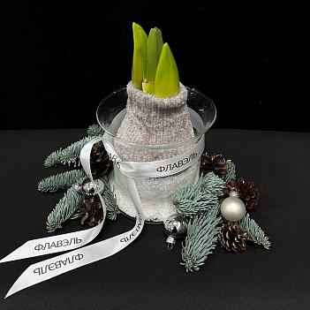 Луковица амариллиса в воске с вазой ( серый носочек, большая )