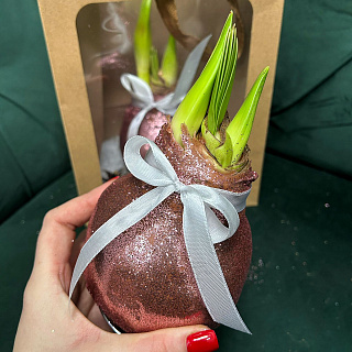 Луковица амариллиса в воске (розовое золото)