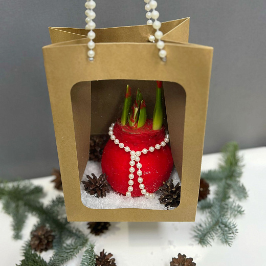 Луковица амариллиса в воскес белыи жемчугом ( красный бархат) по лучшей цене в Москве Луковица амариллиса в воскес белыи жемчугом ( красный бархат) с доставкой в Москве