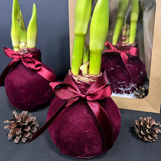 Луковица амариллиса в воске (красный бархат)