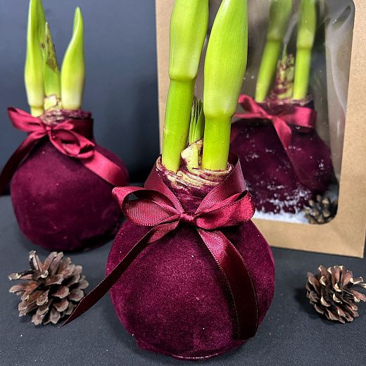 Луковица амариллиса в воске (красный бархат) с доставкой в Москве