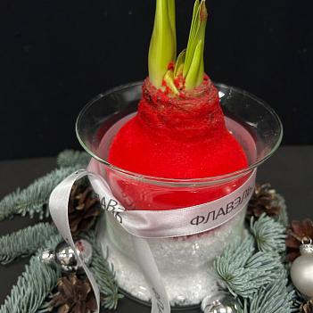 Луковица амариллиса в воске с вазой ( красный бархат, большая ) Луковица амариллиса в воске с вазой ( красный бархат, большая )