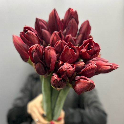 Монобукет из 9 красных амариллисов под ленту  по лучшей цене в Москве Монобукет из 9 красных амариллисов под ленту  с доставкой в Москве