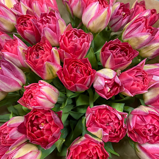 Букет из 49 пионовидных тюльпанов