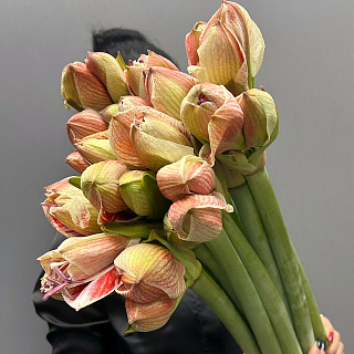 Монобукет из 9 бело-розовых амариллисов под ленту  Монобукет из 9 бело-розовых амариллисов под ленту