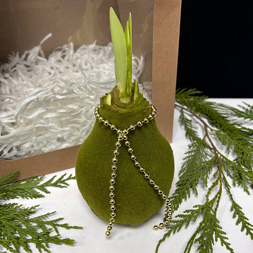 Луковица амариллиса в воске ( зеленый бархат)+крафтовый пакет с доставкой в Москве