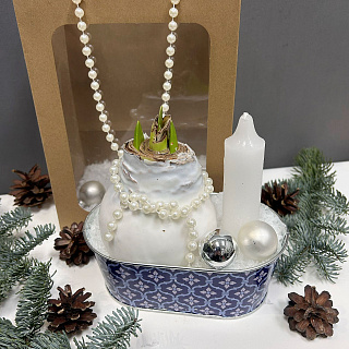 Луковица амариллиса в воске-подарочный набор в жестяном кашпо