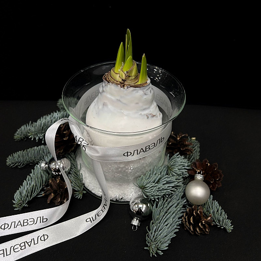 Луковица амариллиса в воске с вазой ( белая, большая ) с доставкой в Москве