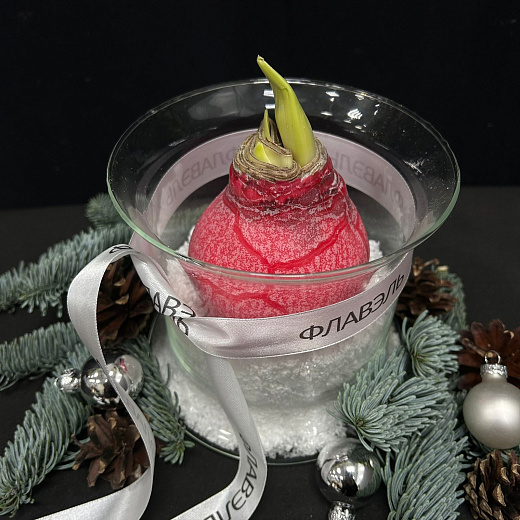 Луковица амариллиса в воске с вазой ( двуцветная, мини) с доставкой в Москве
