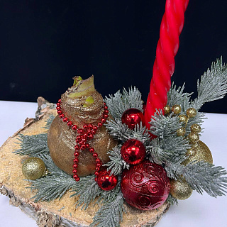 Луковица амариллиса в воске  ( золотая, с Новогодним декором и красной свечой / сруб дерева) 