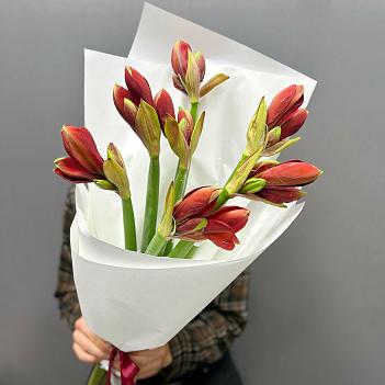 Букет из 7 красных амариллисов в белом крафте