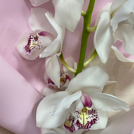 Ветка белой орхидеи в декоративной упаковке