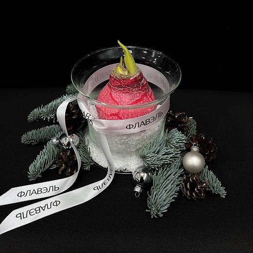 Луковица амариллиса в воске с вазой ( двуцветная, мини) с доставкой в Москве