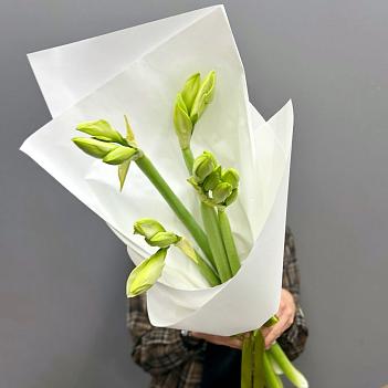 Букет из 5 белых амариллисов в белом крафте