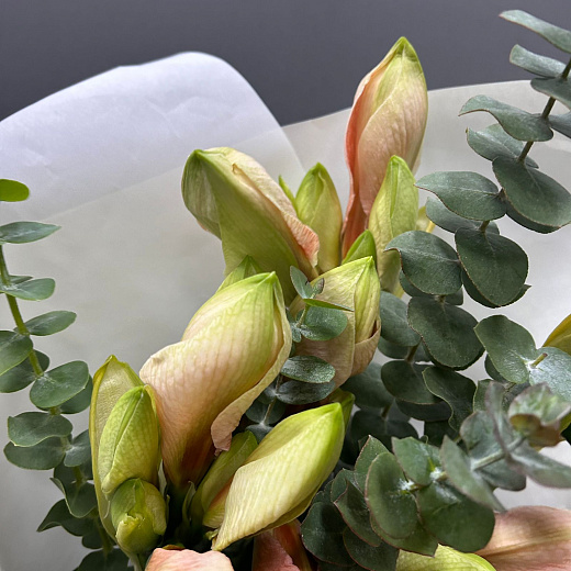 Монобукет из 5 персиковых амариллисов в белом крафте по лучшей цене в Москве Монобукет из 5 персиковых амариллисов в белом крафте с доставкой в Москве