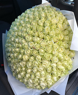 Букет из 301 белой розы Аваланж ( 70 см)