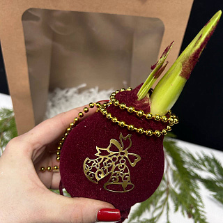 Луковица амариллиса в воске ( бордовый бархат с декором)+крафтовый пакет