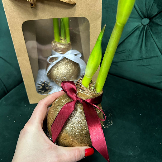 Луковица амариллиса в воске (золото, большая) с доставкой в Москве