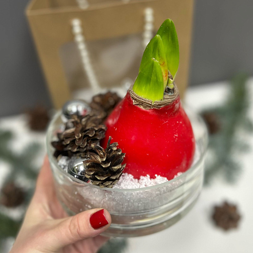 Луковица амариллиса в воске-подарочный набор в прозрачной вазе с доставкой в Москве