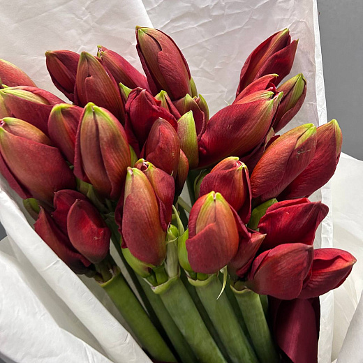 Монобукет из 15 красных амариллисов по лучшей цене в Москве Монобукет из 15 красных амариллисов с доставкой в Москве