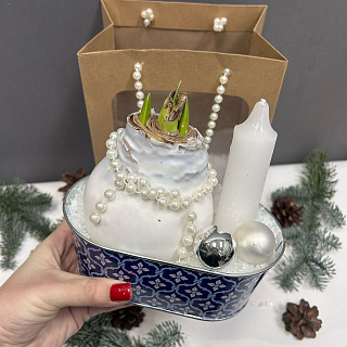 Луковица амариллиса в воске-подарочный набор в жестяном кашпо