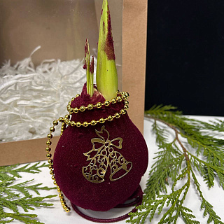 Луковица амариллиса в воске ( бордовый бархат с декором)+крафтовый пакет