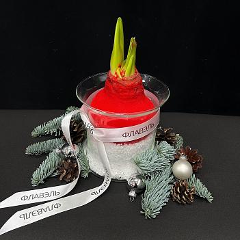 Луковица амариллиса в воске с вазой ( красный бархат, большая )