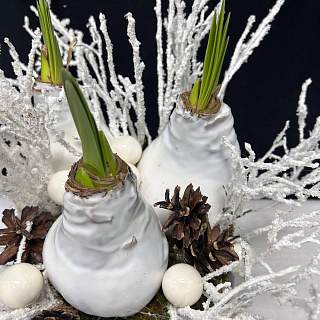 Новогодняя композиция в черном кашпо с 3-мя белыми луковицами амариллиса