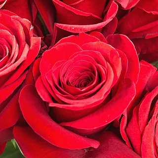 Корзина со 101 красной Эквадорской розой
