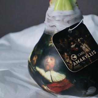Луковица амариллиса в воске с рисунком + крафтовый пакет