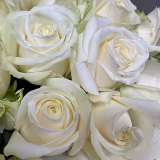Белые розы в букете из 25 штук ( 50 см)