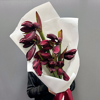 Монобукет из 9 бордовых амариллисов в белом крафте 