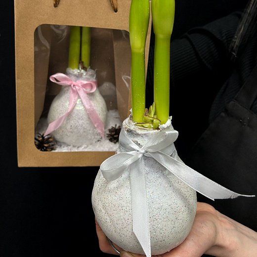 Луковица амариллиса в воске (белая с серебряными блёстками, большая)  с доставкой в Москве