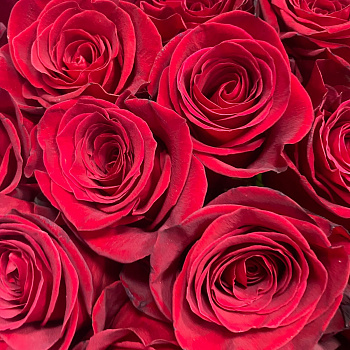 Букет из 25 красных Эквадорских роз Фридом