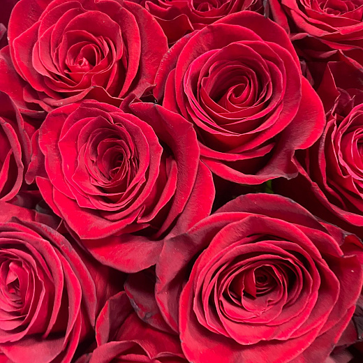Букет из 25 красных Эквадорских роз Фридом  (70 см)