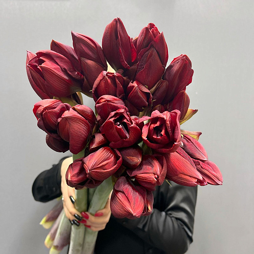 Монобукет из 9 красных амариллисов под ленту  по лучшей цене в Москве Монобукет из 9 красных амариллисов под ленту  с доставкой в Москве