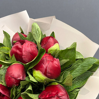 Монобукет из 9 бордовых пионов в матовой плёнке 