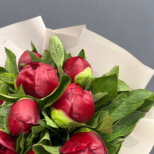 Монобукет из 9 бордовых пионов в матовой плёнке по лучшей цене в Москве Монобукет из 9 бордовых пионов в матовой плёнке с доставкой в Москве